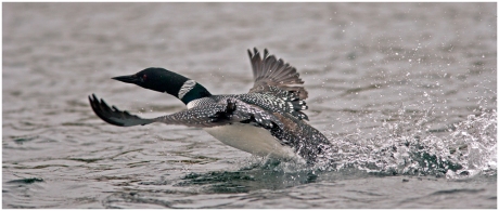 Great northern Diver